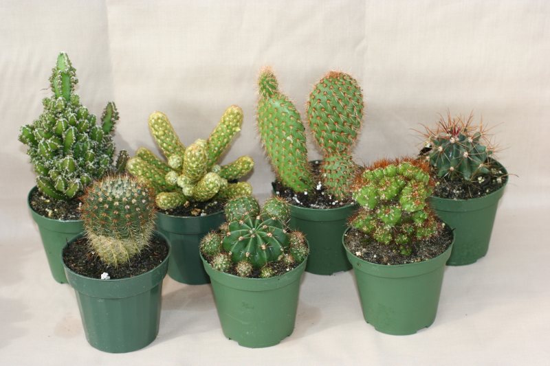 3" pot Cactus